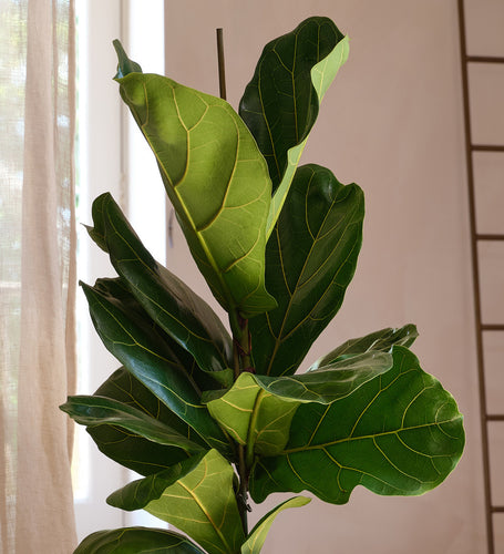 Fiddle Leaf Fig