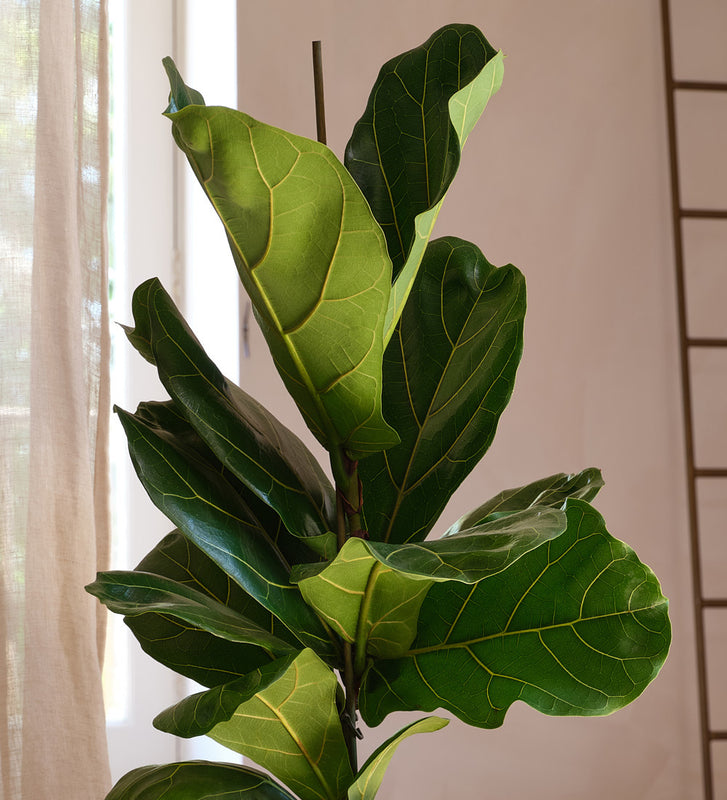 Fiddle Leaf Fig