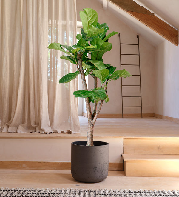 Fiddle Leaf Fig Tree