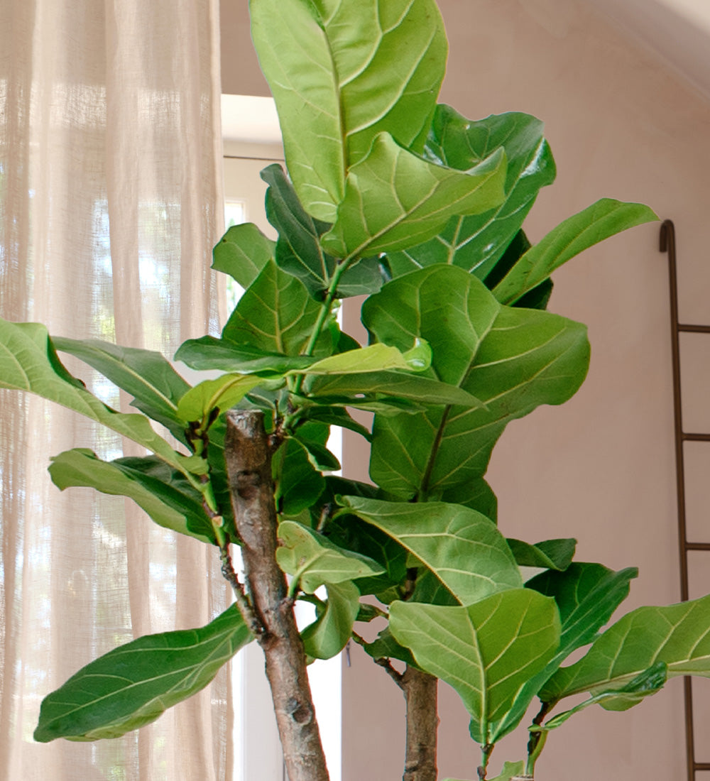 Fiddle Leaf Fig Tree