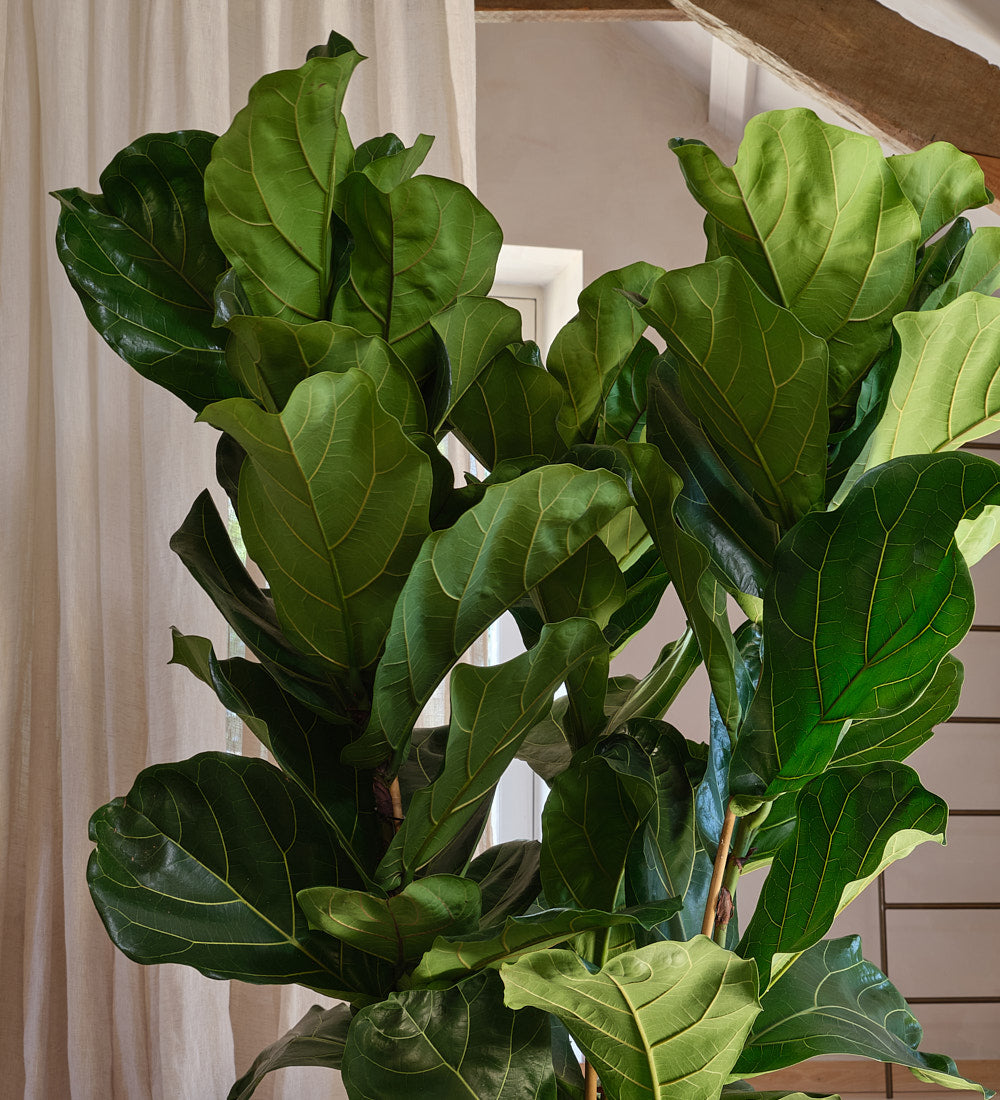fiddle leaf fig double stem Fiddle Leaf Fig Houseplant | Buy Plants Online | Next Day Delivery