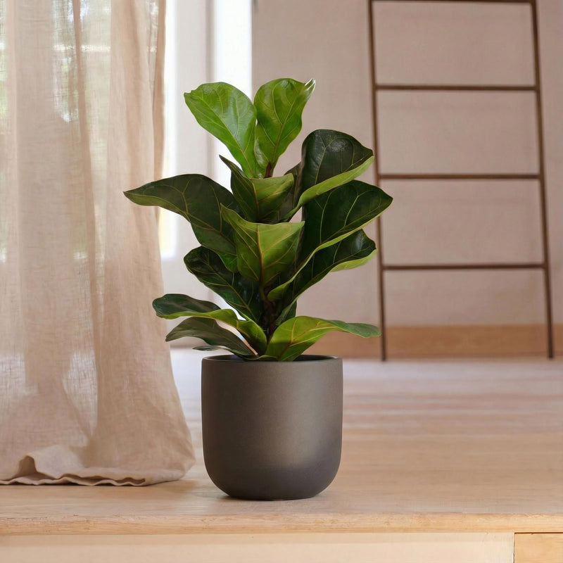 Fiddle-Leaf Fig