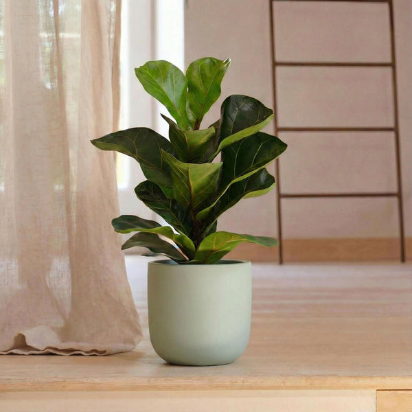 Pistachio Earthenware 14cm