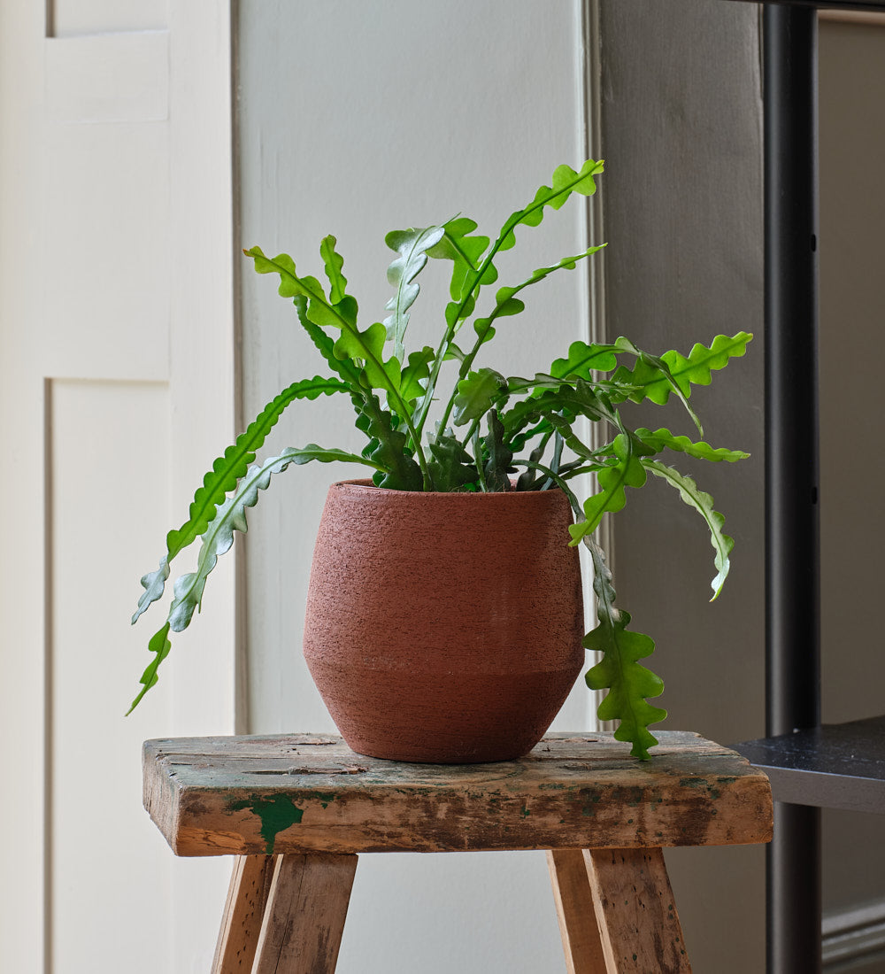 Fishbone Cactus