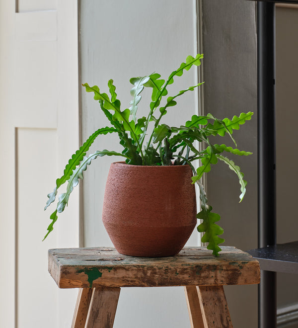 Fishbone Cactus