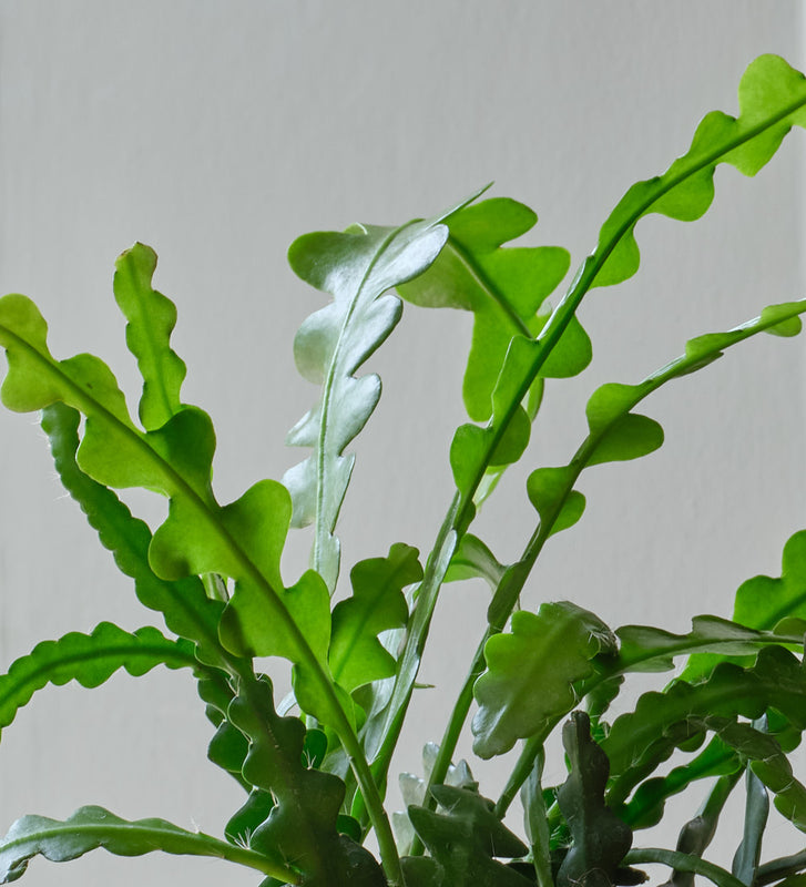 Fishbone Cactus