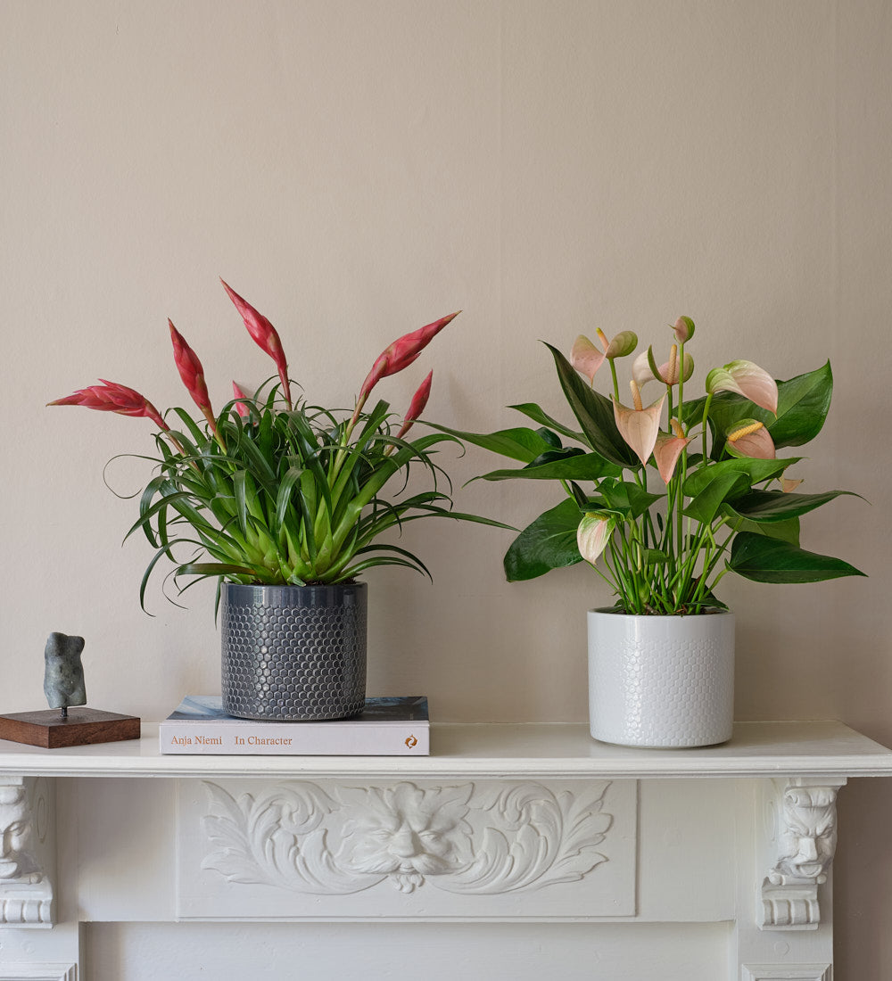 Flowering Pair