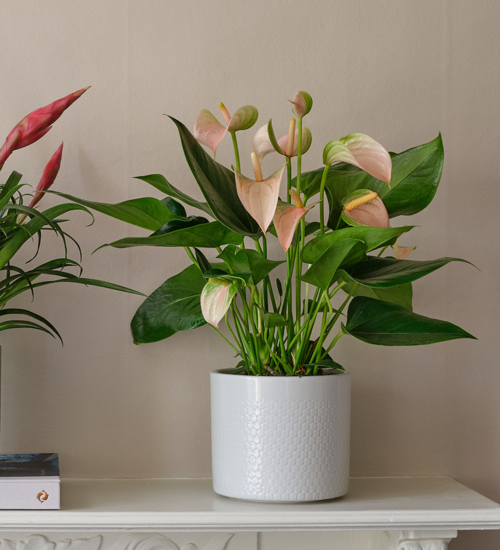 Flowering Pair