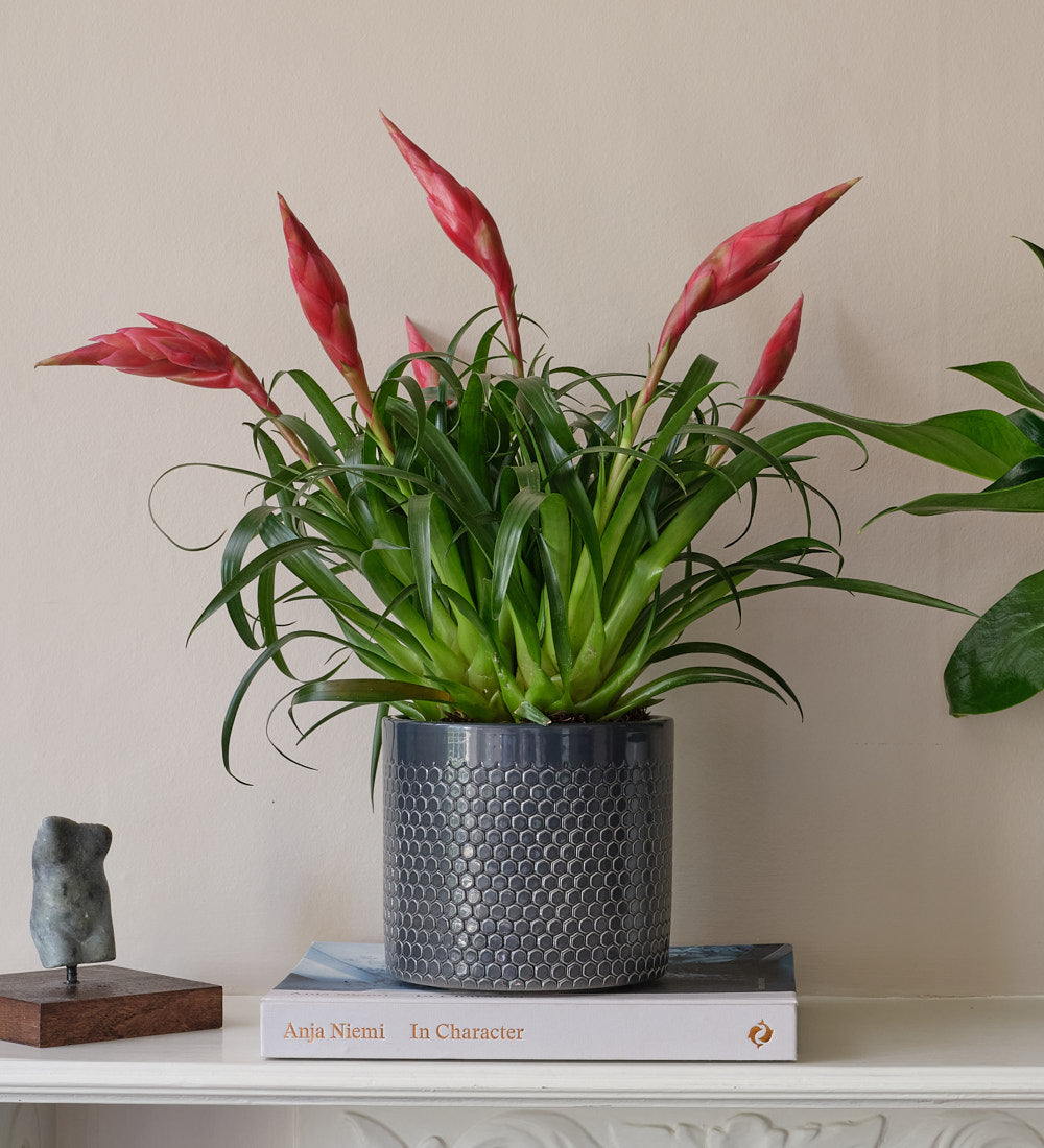 Flowering Pair
