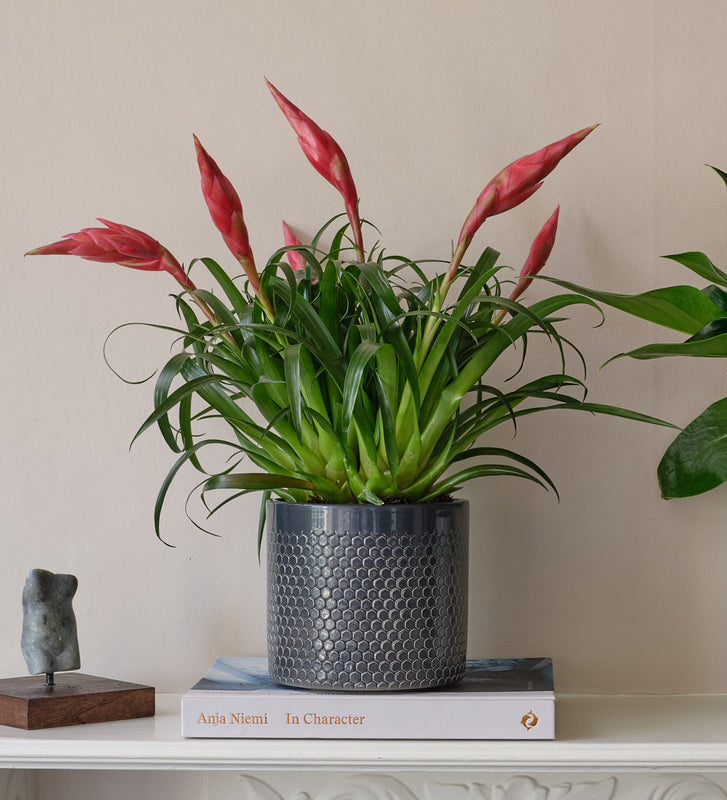 Flowering Pair