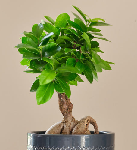Ficus Ginseng & Pot