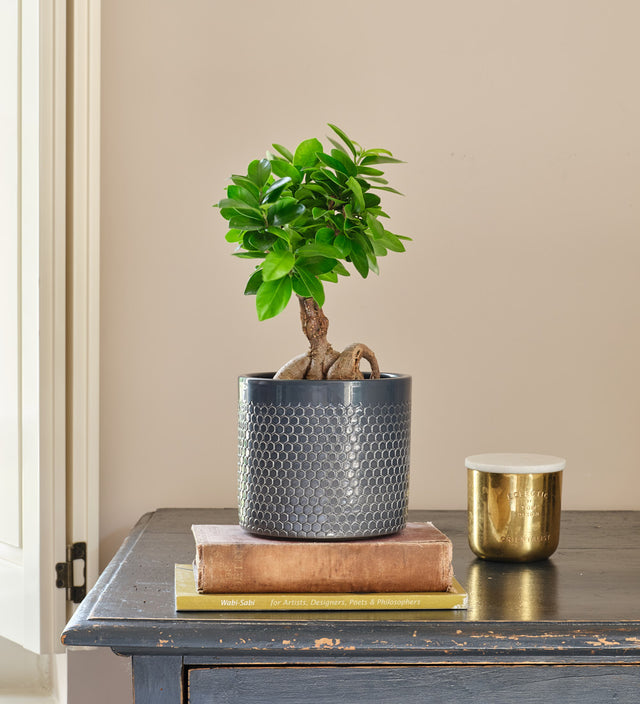 Ficus Ginseng & Pot