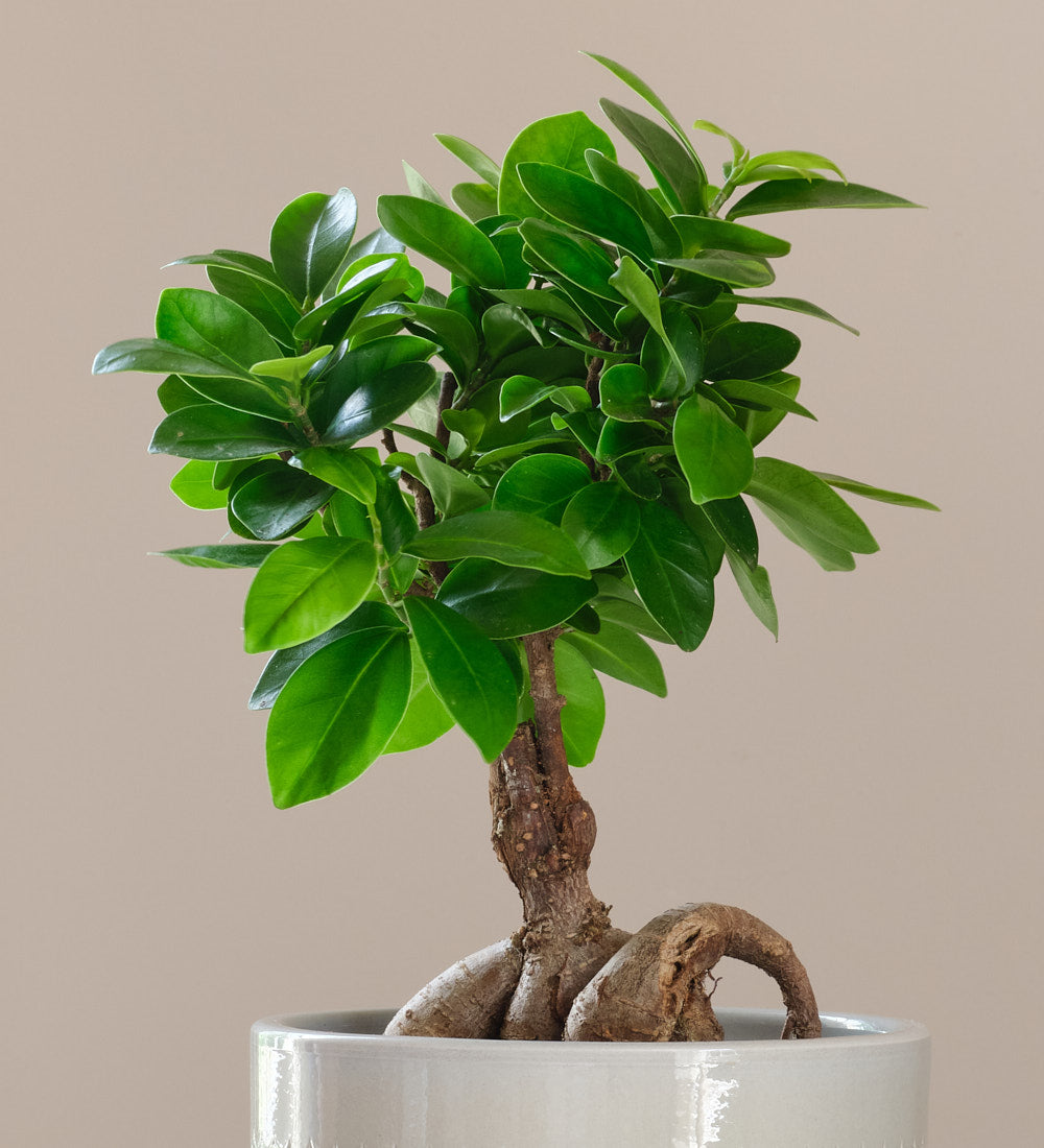 Ficus Ginseng & Pot