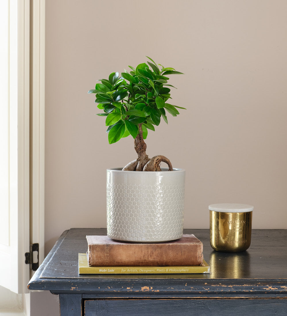 Ficus Ginseng & Pot