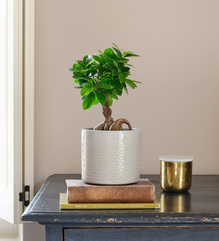 Ficus Ginseng & Pot
