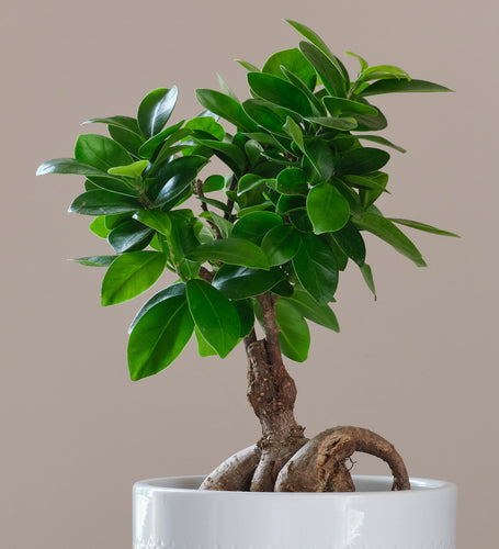 Ficus Ginseng & Pot