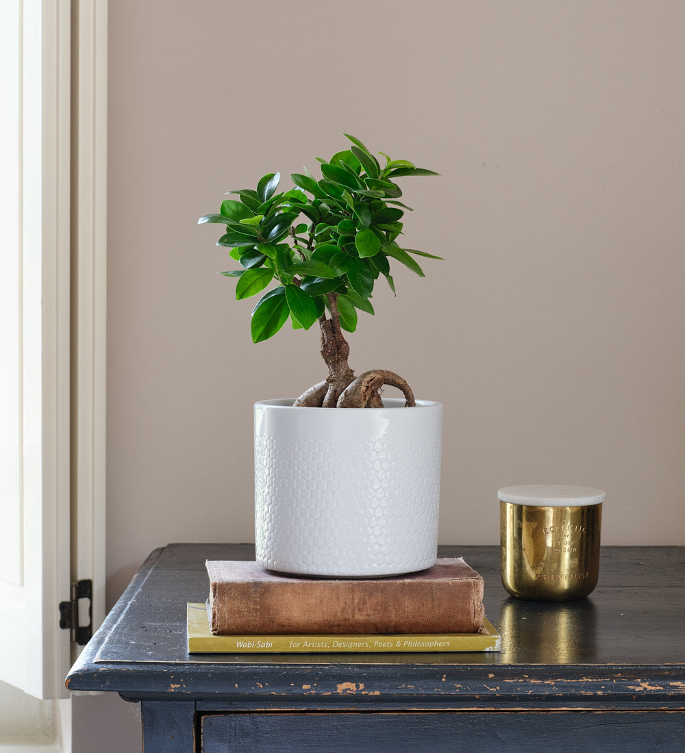 Ficus Ginseng & Pot