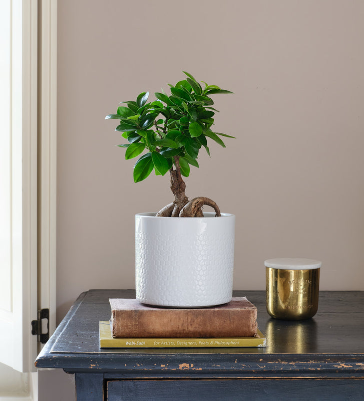 Ficus Ginseng & Pot