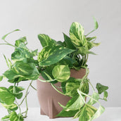 Golden Pothos & Windsor Rust Planter - Leaf Envy