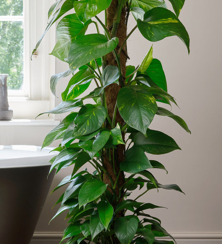 golden pothos green leaves Golden Pothos | Easy-Care | Fast Growing | Low-Light