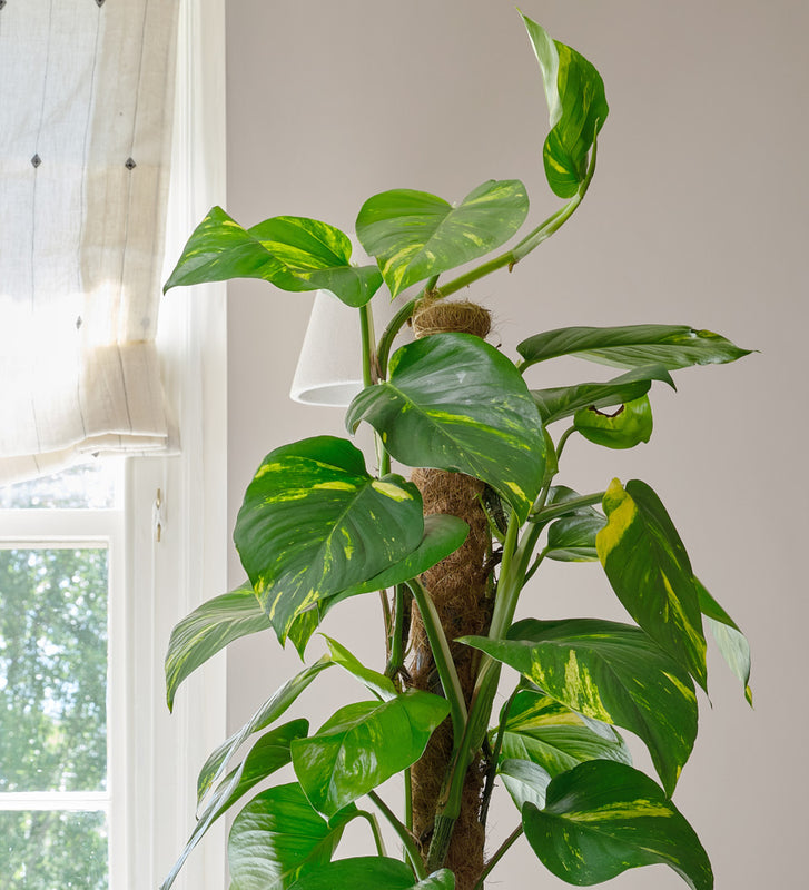 images pothos plant Golden Pothos | Easy-Care | Fast Growing | Low-Light