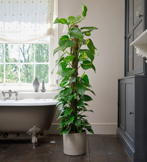 Golden Pothos Large