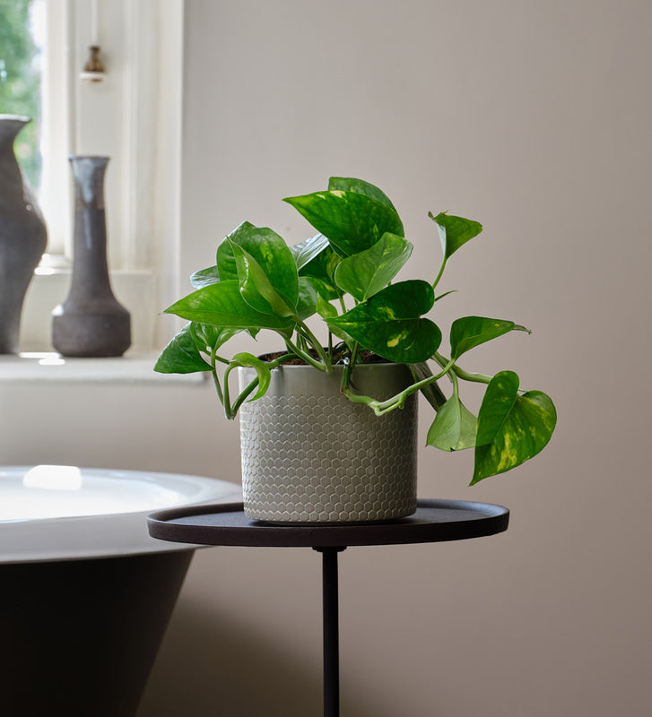 Golden Pothos