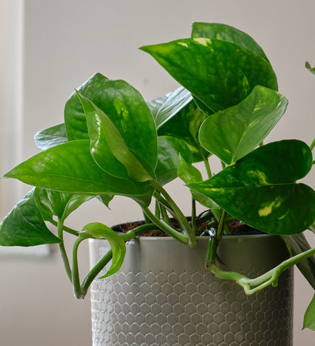 Golden Pothos