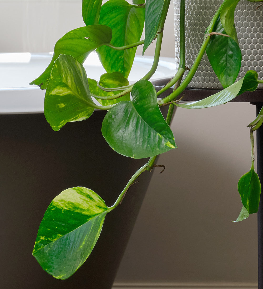 Golden Pothos