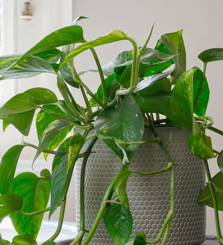 Golden Pothos