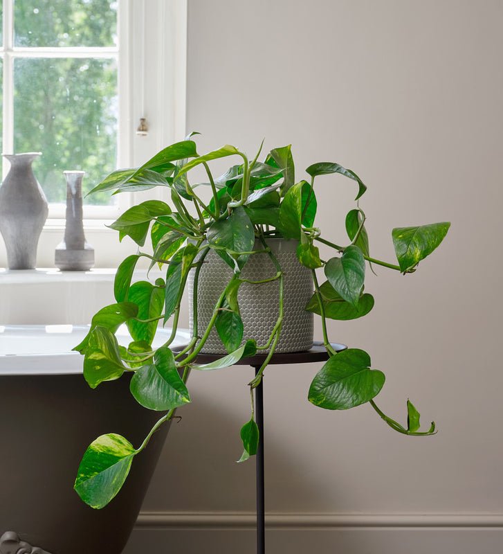 Golden Pothos