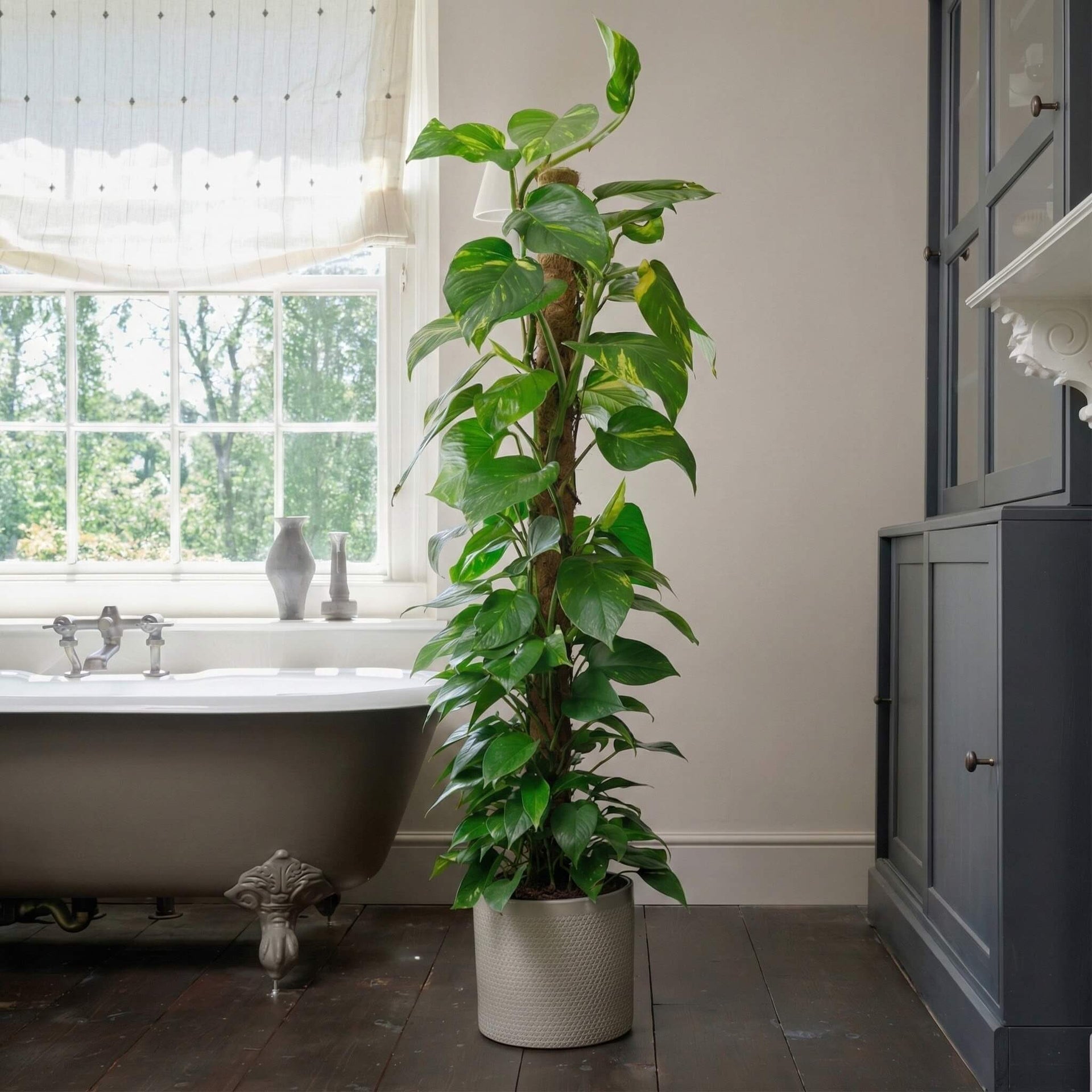Golden Pothos | Easy-Care | Fast Growing | Low-Light | Buy Plants Online