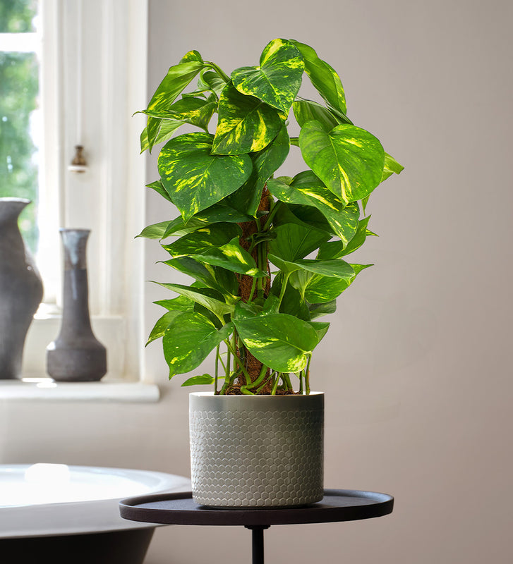 golden pothos uk Golden Pothos | Easy-Care | Fast Growing | Low-Light
