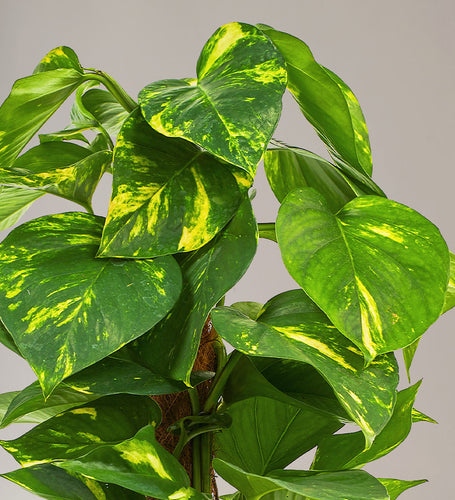 Golden Pothos