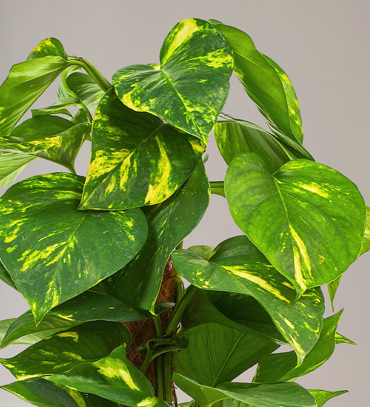 golden pothos yellow leaves Golden Pothos | Easy-Care | Fast Growing | Low-Light