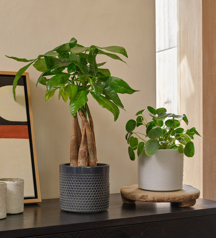 fortune plant indoor Good Fortune Pair