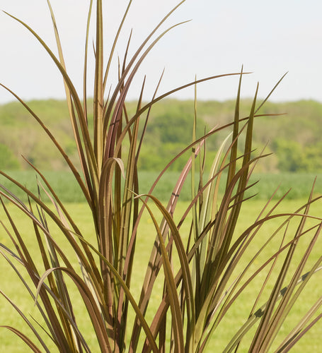 Artificial Outdoor Grass (UV protected)