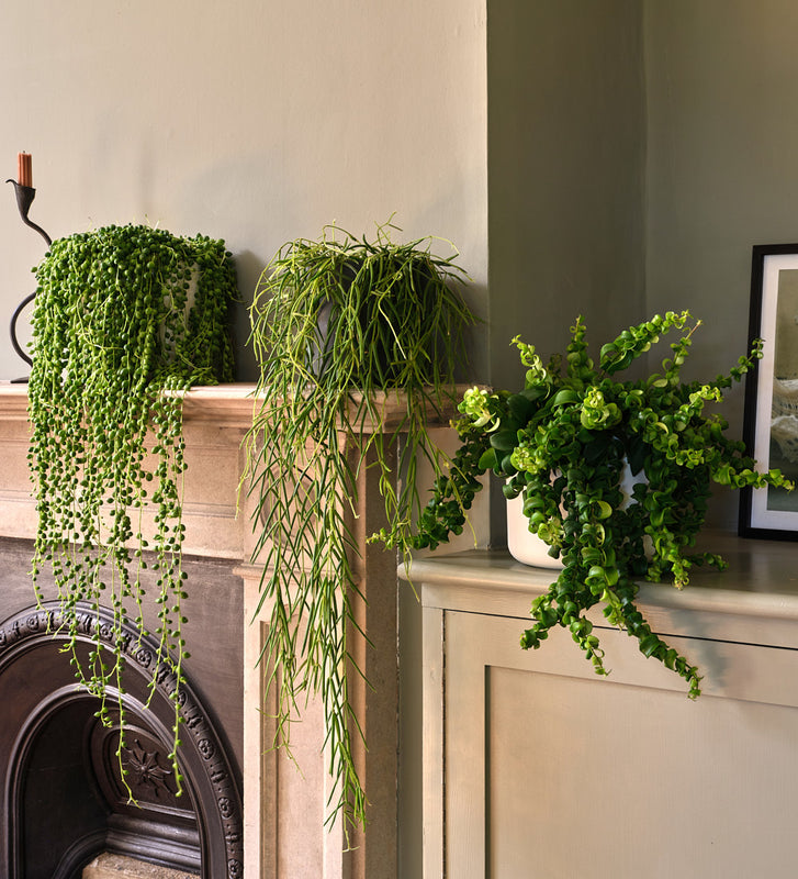 Hanging Bundle