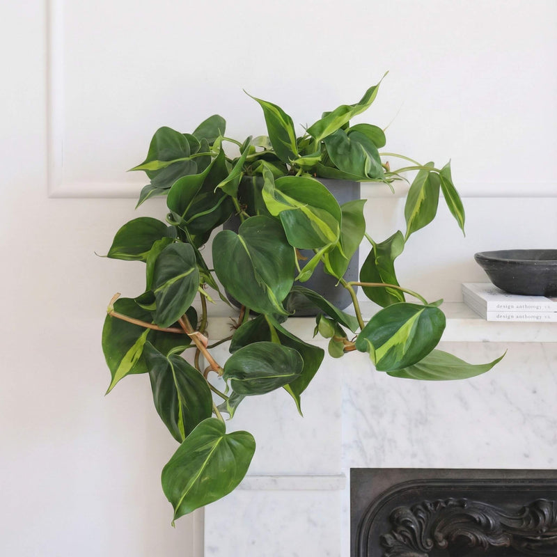 Philodendron Brasil