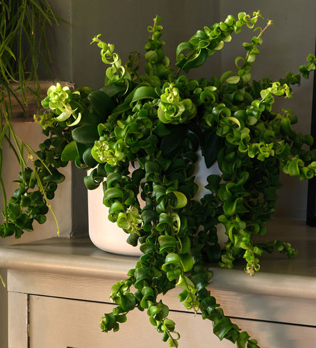 Hanging Bundle