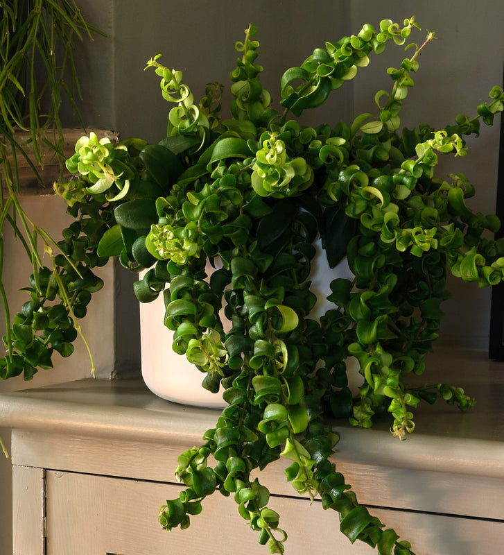 Hanging Bundle