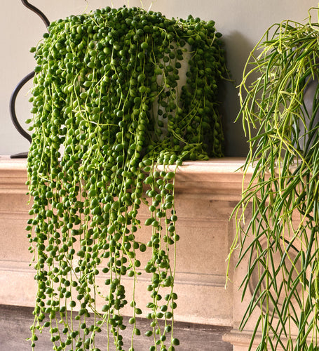 Hanging Bundle