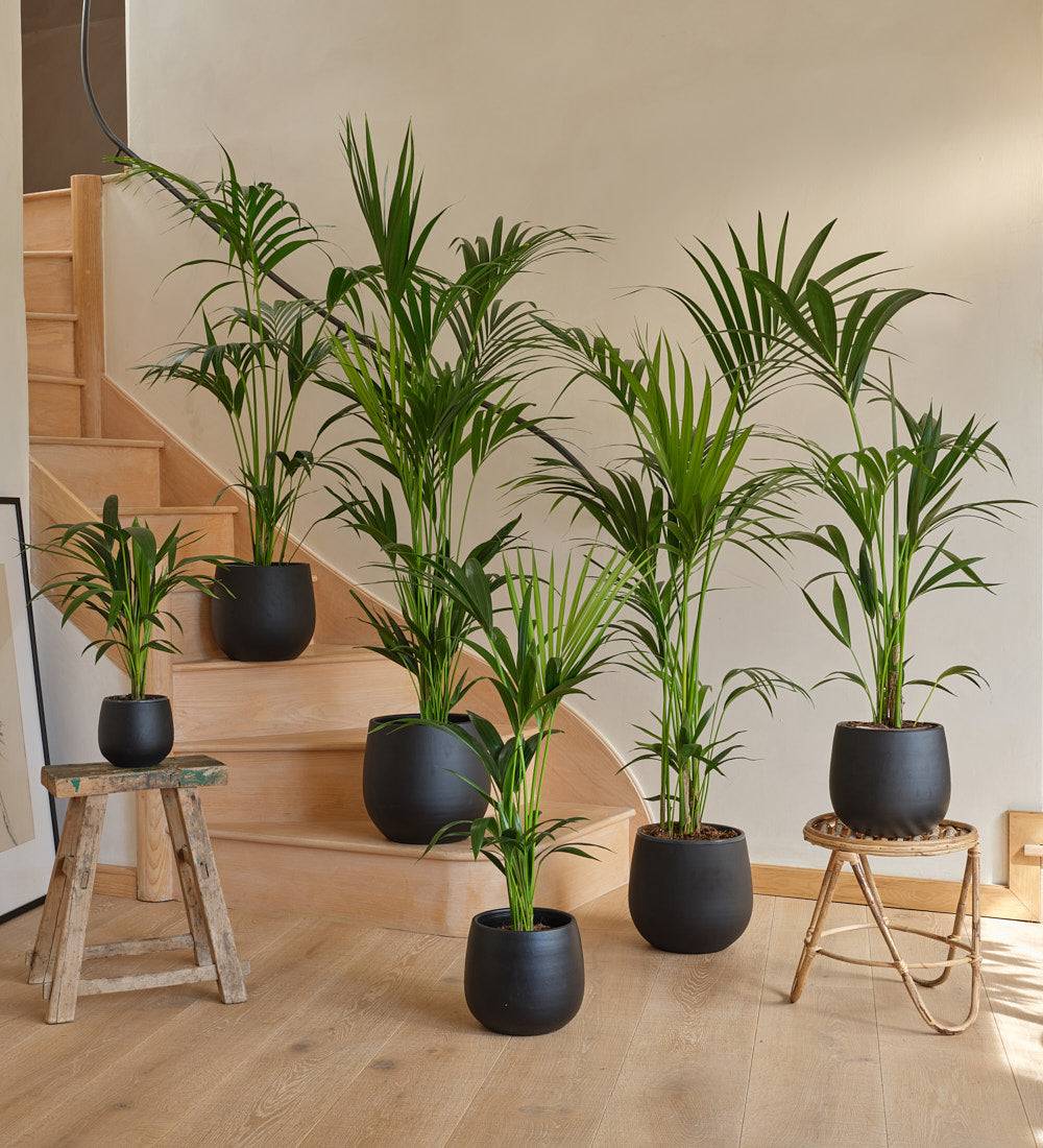 Kentia Palm