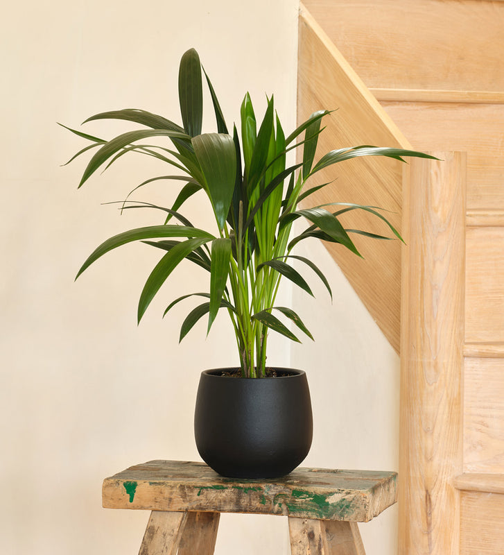 Kentia Palm