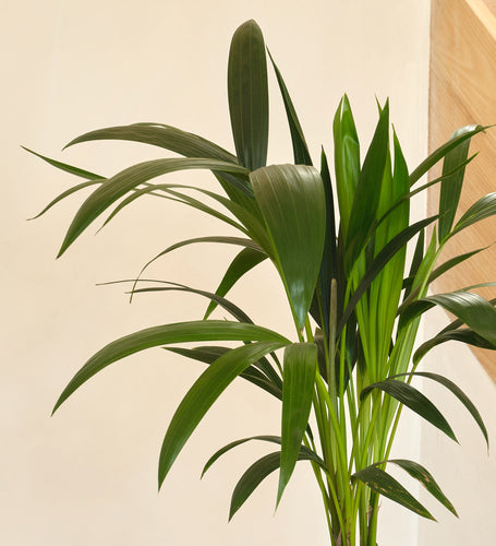 Kentia Palm