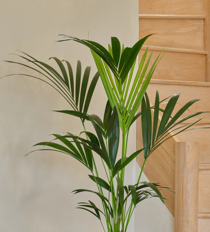 Kentia Palm