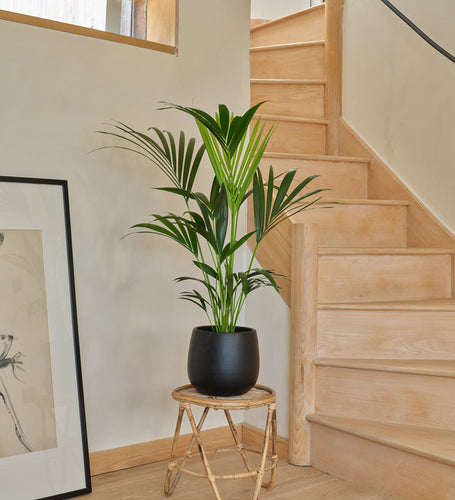 Kentia Palm