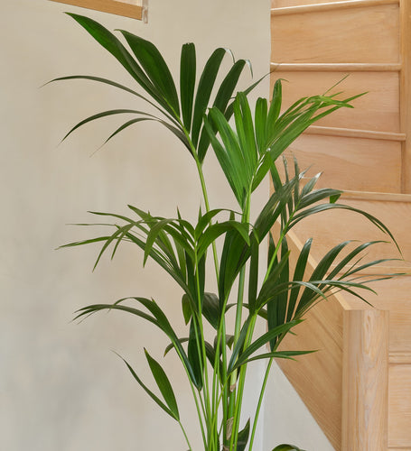 Kentia Palm Large