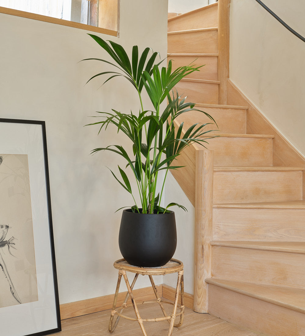 Kentia Palm Large