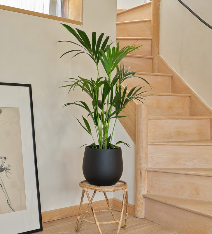 Kentia Palm Large